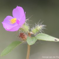 Osbeckia zeylanica L.f.